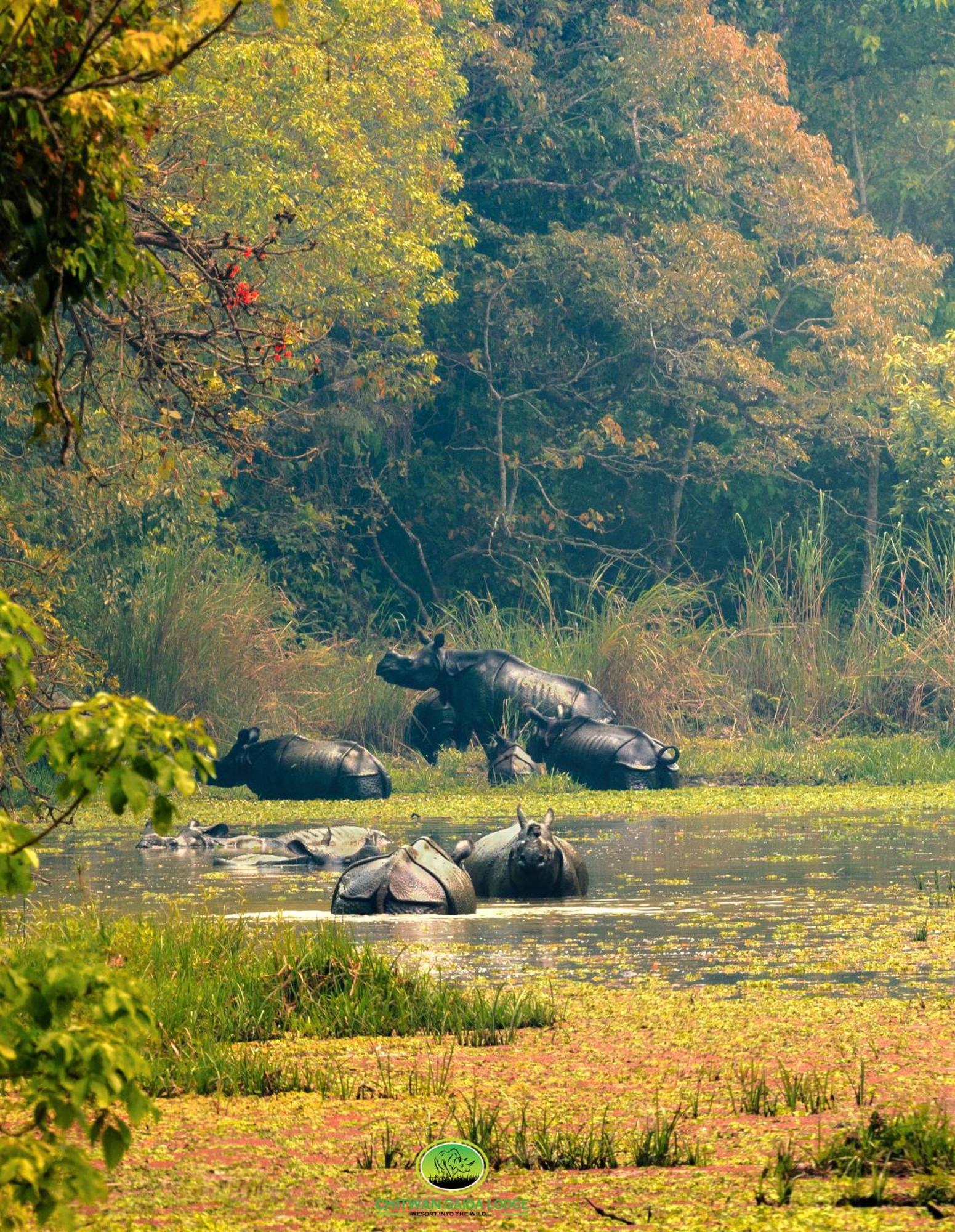 Chitwan Gaida Lodge - Animal Lovers & Birdwatchers Paradise Sauraha Bagian luar foto